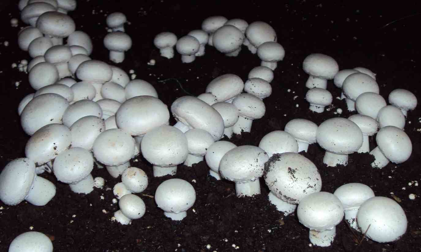 mushroom farming