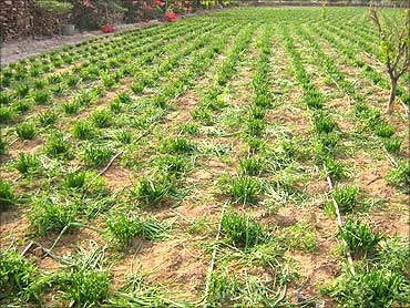 Crop Insurance Scheme