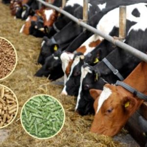 Cow & Cattle Feed Mill Faculty Online Training Program (Regular)