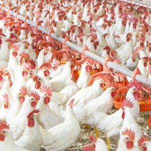 Poultry Farming Online Training Program (Regular)