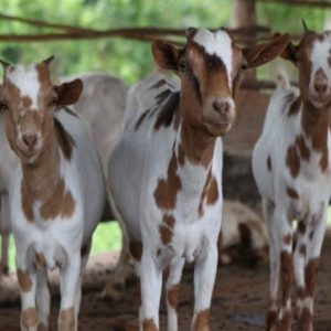 Goat Farming Online Training Program (Regular)
