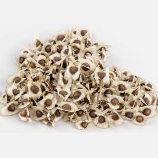 Moringa Seed Supplier
