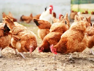 Hen-Supplier