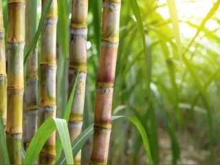 Sugarcane-Supplier