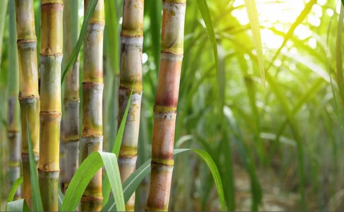 Sugarcane Supplier